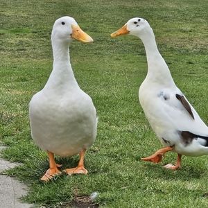 Meet your Posher, Beatrice